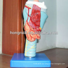 ISO Laryngeal Anatomisches Modell, Medizinisches Larynxmodell, Halsmodell
